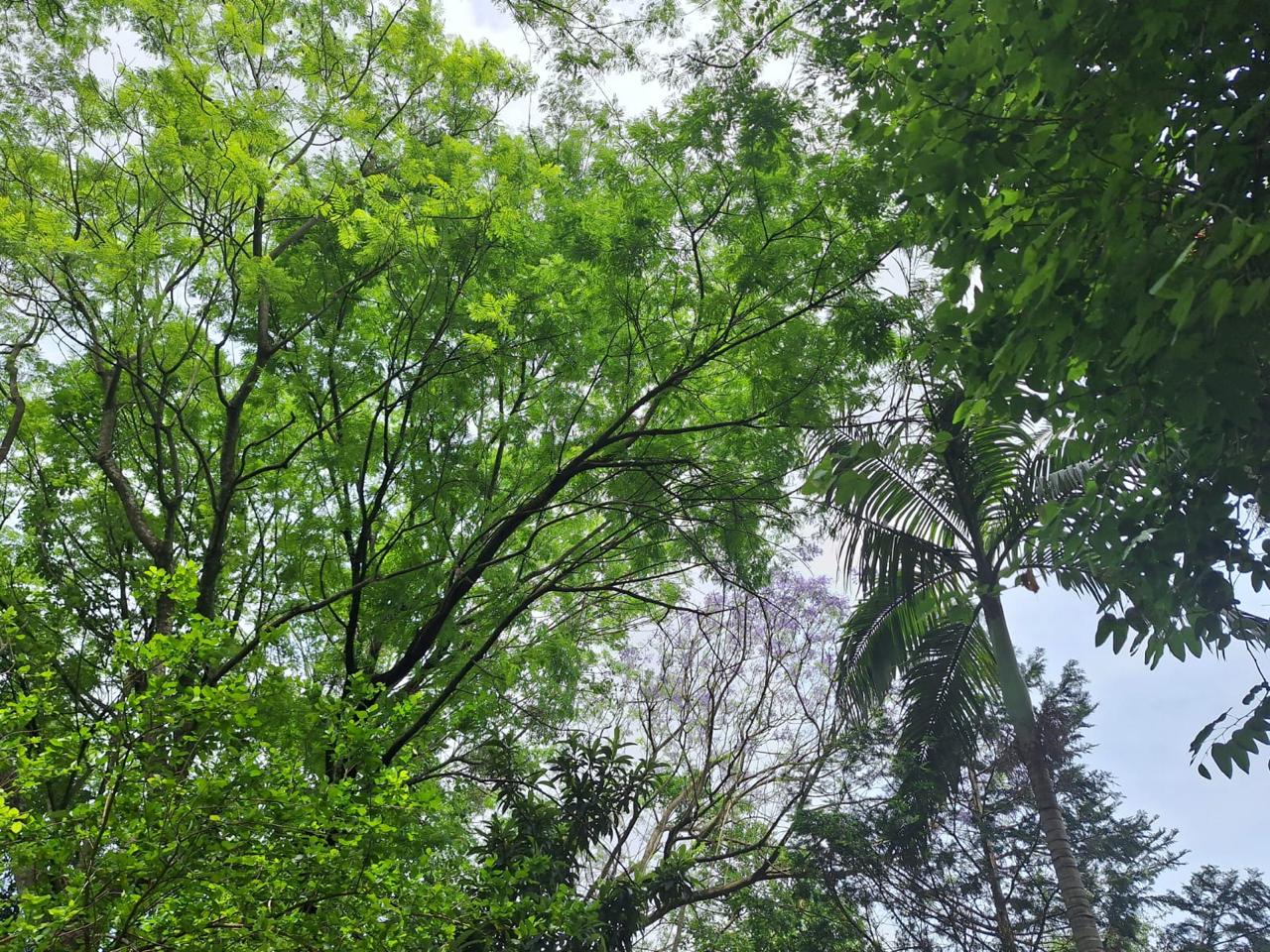 Copa das árvores e jacarandá florido