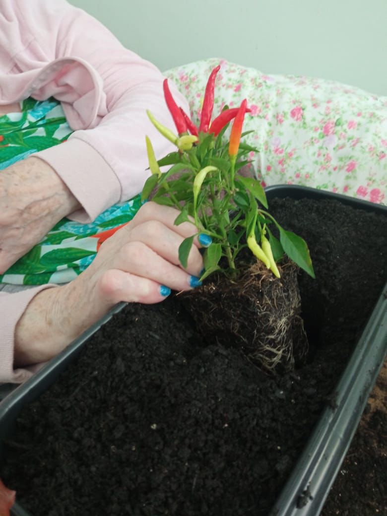 Atividade de jardinagem terapêutica